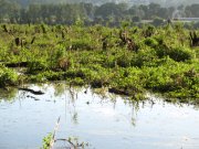 7.27.06 Oaks Bottom 017 